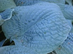 Хоста Sapphire Pillows