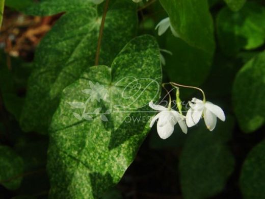Горянка diphyllum white variegatum Горянка двухлистная белая пестролистная