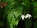 Горянка diphyllum white variegatum Горянка двухлистная белая пестролистная