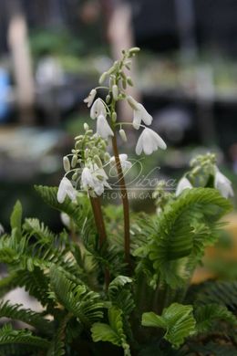 Птеридофіллум кістевидний Pteridophyllum racemosum