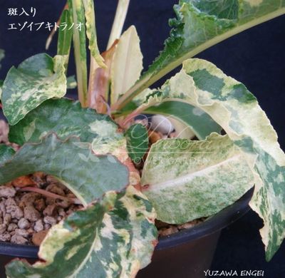 Гірчак officinalis subsp. pacifica Hakikomi Fu