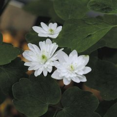 Анемонелла thalictroides White Double