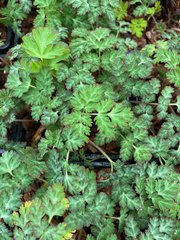 Ряст Corydalis  anthriscifolia