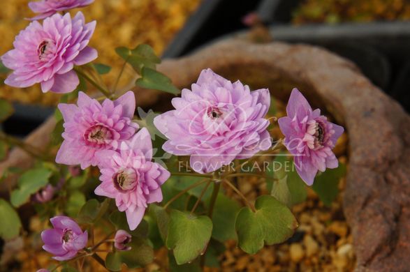 Анемонела thalictroides Shoaf's Double Pink