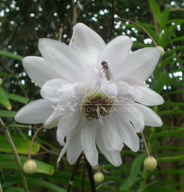 Анемонопсіс macrophylla Flora Plenum