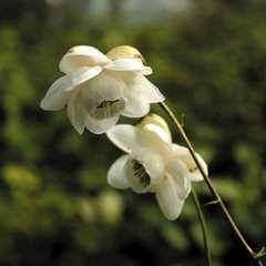 Анемонопсис macrophylla White Flower