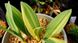 Лук victorialis subsp. platyphyllum Chiri Fu