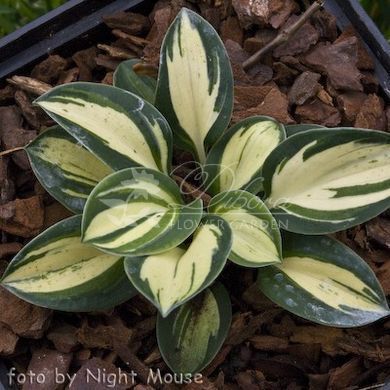 Хоста Snow Mouse