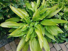 Хоста Kempen Cream Star
