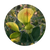Хлорант (Chloranthus)