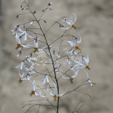Горянка pubescens 'Shaanxi Forms' Cc 022556