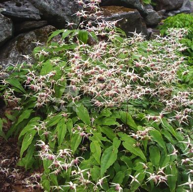 Горянка pubescens 'Shaanxi Forms' Cc 022556