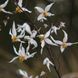 Горянка pubescens 'Shaanxi Forms' Cc 022556