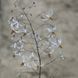 Горянка pubescens 'Shaanxi Forms' Cc 022556