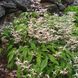 Горянка pubescens 'Shaanxi Forms' Cc 022556