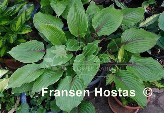 Хоста Red Racer