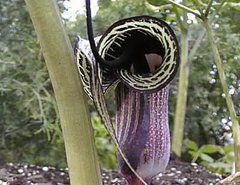 Аризема киошианум / Arisaema kiushianum