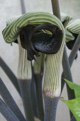 Аризема зияющая / Arisaema ringens