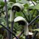 Аризема зияющая / Arisaema ringens