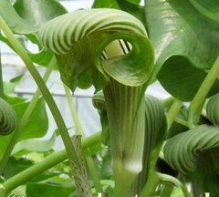 Аризема зияющая Green form / Arisaema ringens Green form