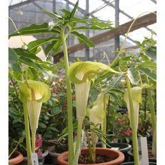 Аризема урашима Green form / Arisaema urashima Green form