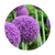 Лук (Allium)