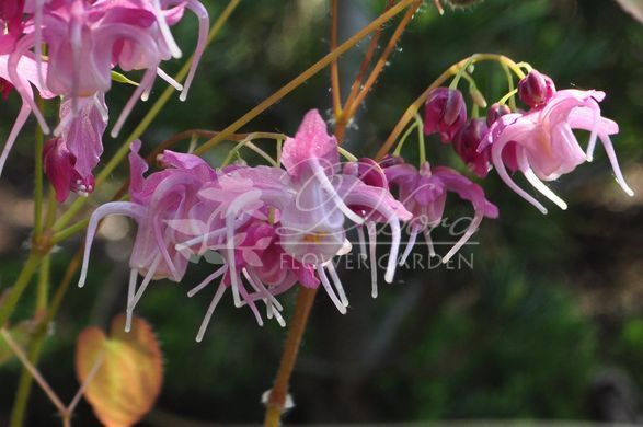 Горянка grandiflorum Bicolor Giant