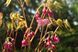 Горянка grandiflorum Bicolor Giant