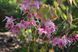 Горянка grandiflorum Bicolor Giant
