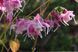 Горянка grandiflorum Bicolor Giant