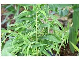 Купина серпоподібна Tanabata / Polygonatum falcatum Tanabata