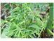 Купина серпоподібна Tanabata / Polygonatum falcatum Tanabata