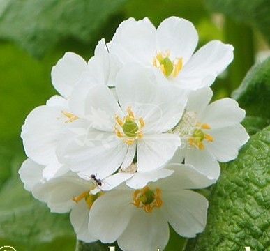 Двулистник Грея (Diphylleia grayi)