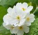 Двулистник Грея (Diphylleia grayi)