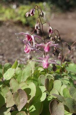 Горянка grandiflorum 'Tancho'