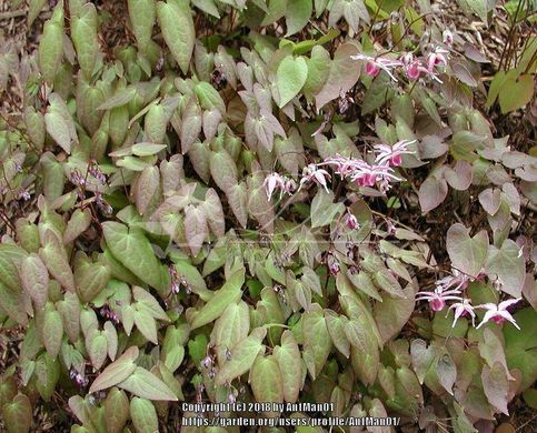 Горянка grandiflorum 'Tancho'