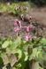 Горянка grandiflorum 'Tancho'