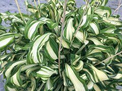 Хоста Twisted Spearmint
