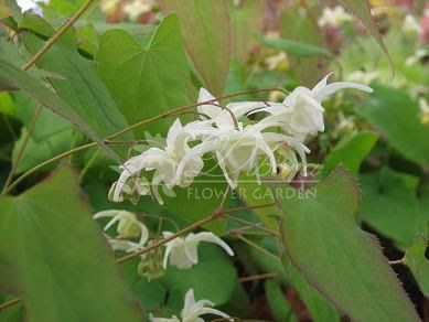 Горянка grandiflorum ssp.koreanum 'La Rocaille'
