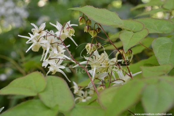 Горянка grandiflorum ssp.koreanum 'La Rocaille'