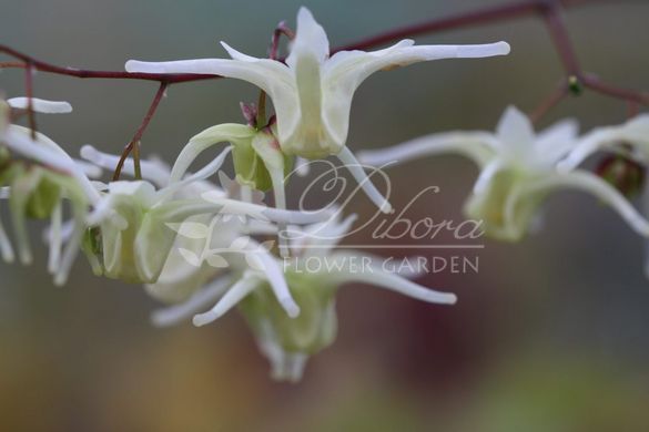 Горянка grandiflorum ssp.koreanum 'La Rocaille'