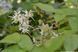 Горянка grandiflorum ssp.koreanum 'La Rocaille'