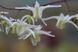 Горянка grandiflorum ssp.koreanum 'La Rocaille'