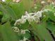 Горянка grandiflorum ssp.koreanum 'La Rocaille'