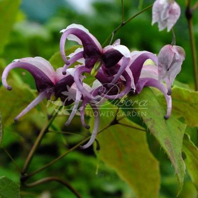 Горянка acuminatum L575