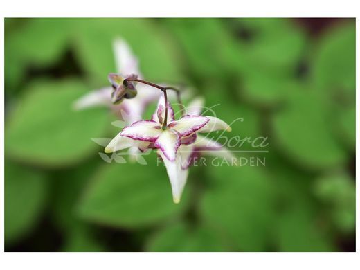 Горянка grandiflorum Miyako