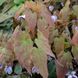 Горянка acuminatum L575