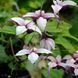 Горянка acuminatum L575