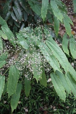 Горянка boreali-guizhouense