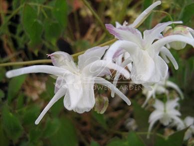 Горянка grandiflorum 'White Queen'